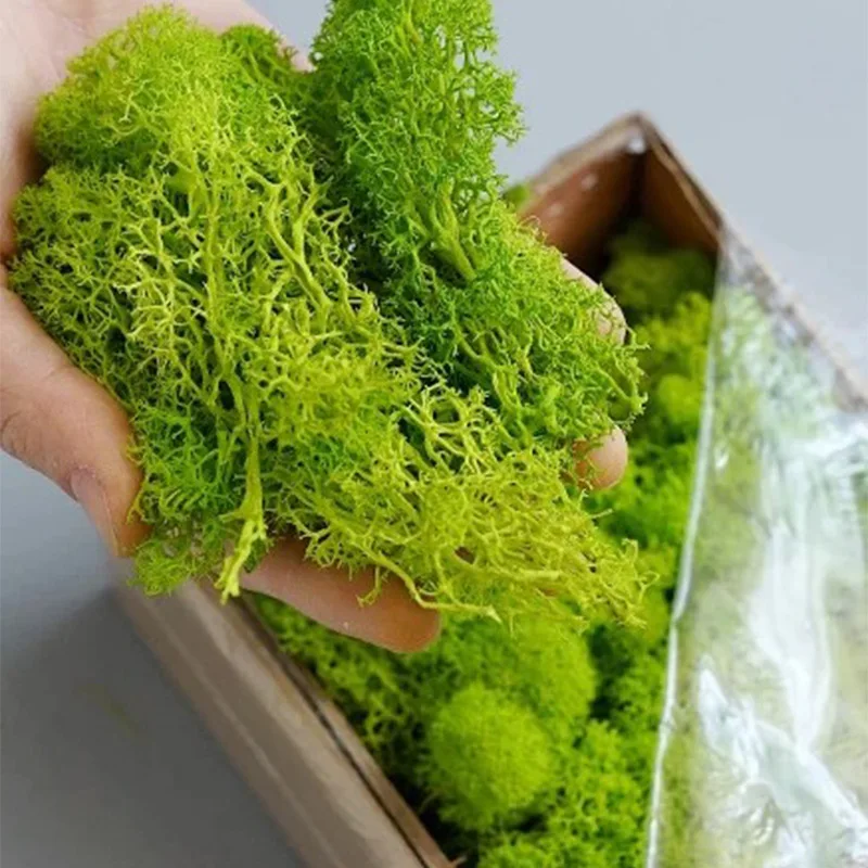 20-200G Tanaman Hijau Buatan R - Sphagnum Moss Dry ulasan dan harga