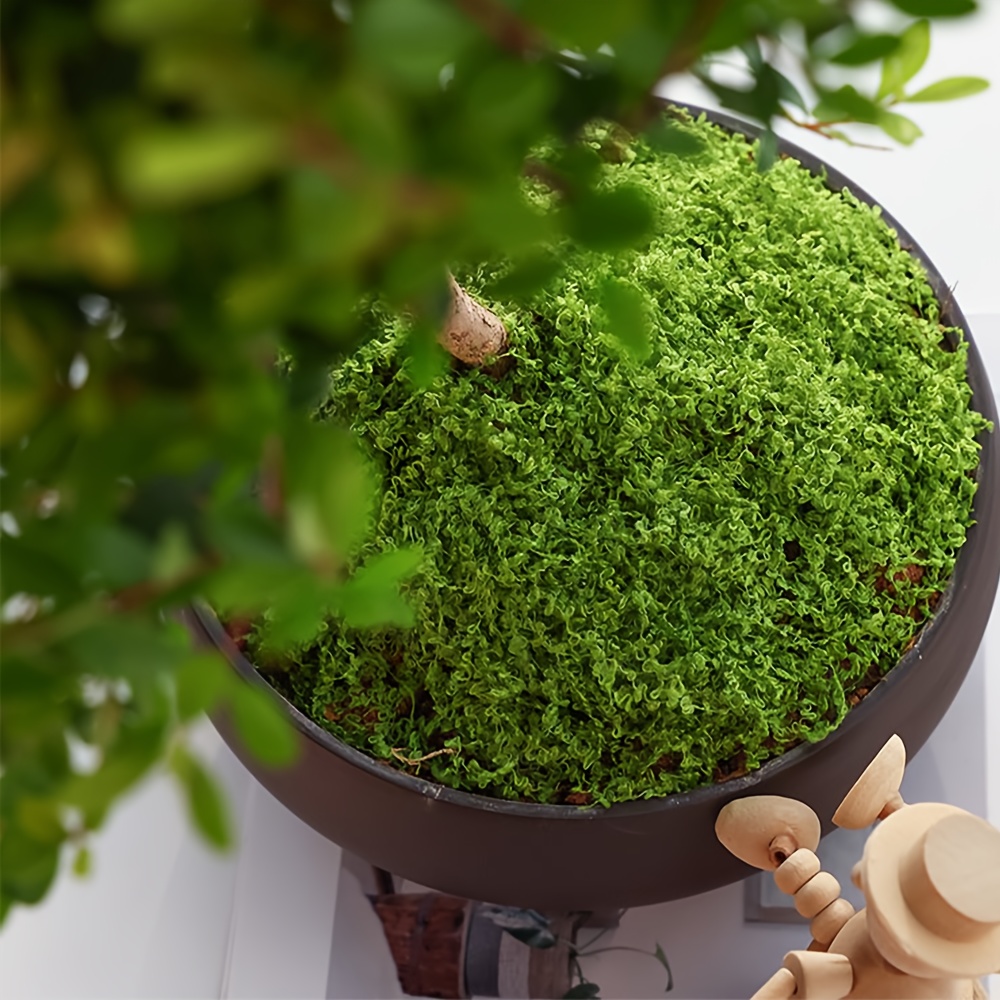 1 Pak lumut palsu buatan, 1.05 - Sphagnum Moss Dry ulasan dan harga