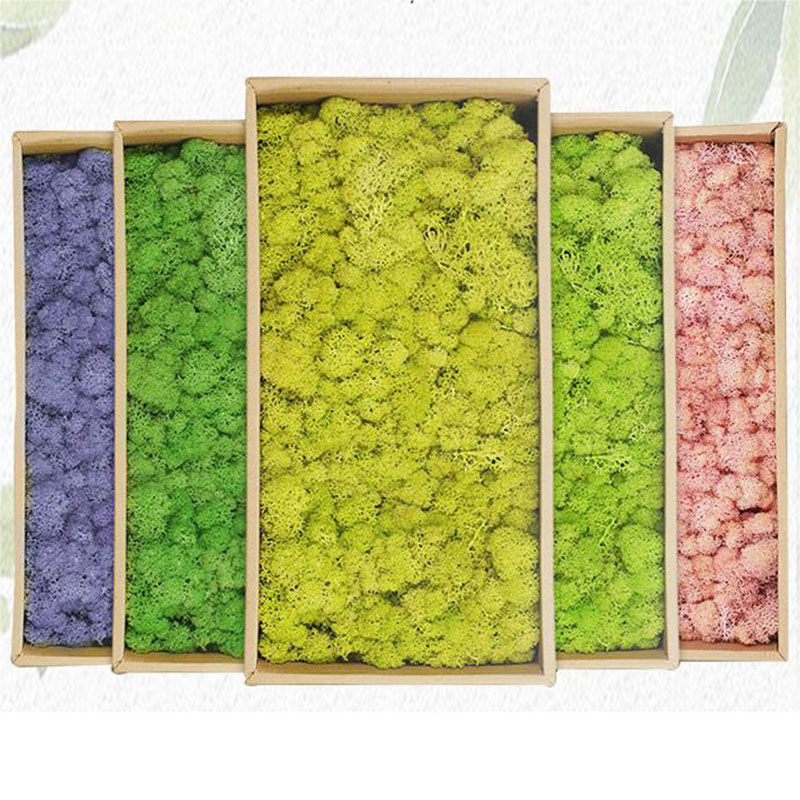 Tanaman lumut hijau buatan, ru - Sphagnum Moss Dry ulasan dan harga