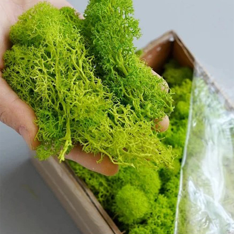 Tanaman lumut hijau buatan, ru - Sphagnum Moss Dry ulasan dan harga
